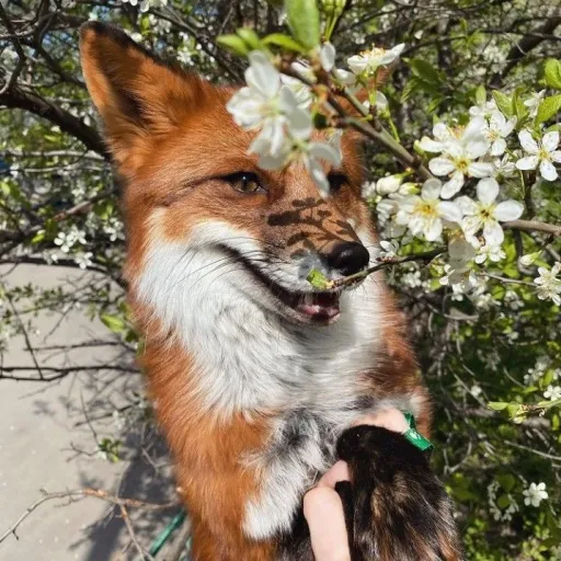 creator 💫SûnnÿFôxx🦊's avatar