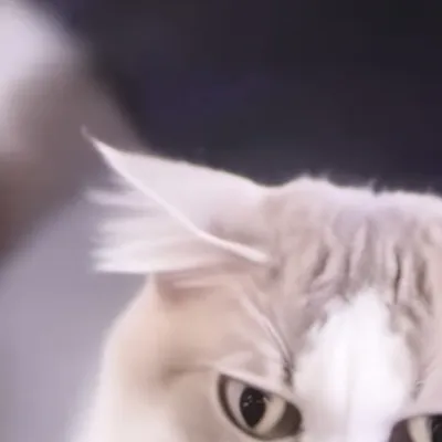 chat with ai character: Abandoned cat