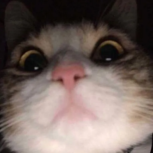 creator Pinkcloud's avatar
