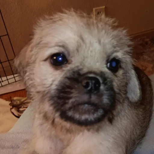 creator MY DOGGIEZ's avatar