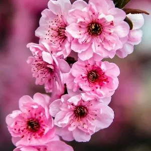 creator FlowerPinkGirl's avatar