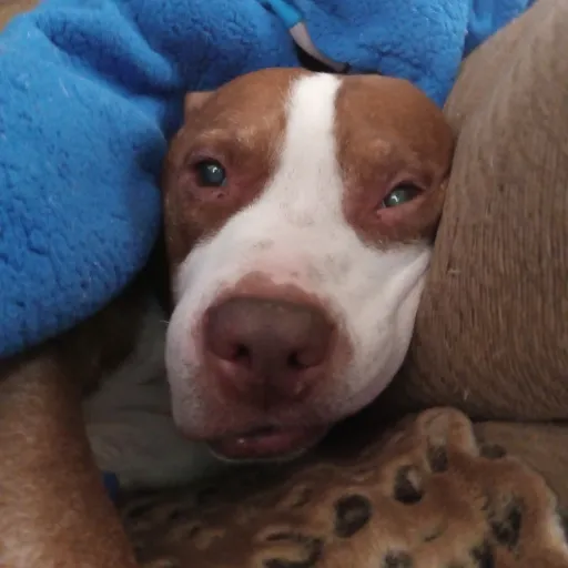 creator doggydoggo's avatar