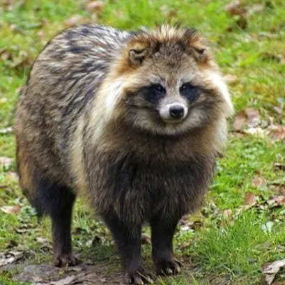 creator Raccoon rose's avatar