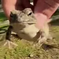 creator i love frogs frogs's avatar