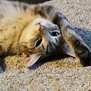 creator NevadaTheCat's avatar