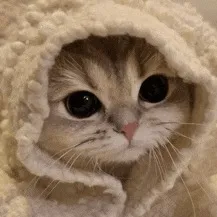 creator (。♥‿♥。) 𝓬𝓮𝓬𝓮's avatar