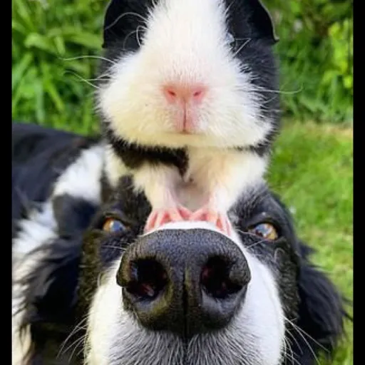 creator idrk :3's avatar