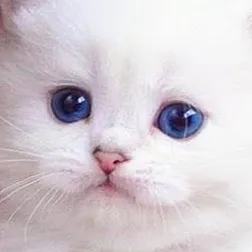 chat with ai character: goody puppy