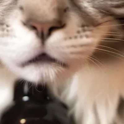 chat with ai character: CATTTTTT/KITTYYYYY