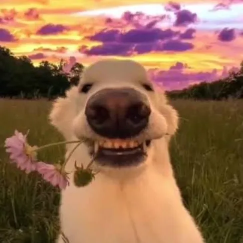 creator I likefood's avatar