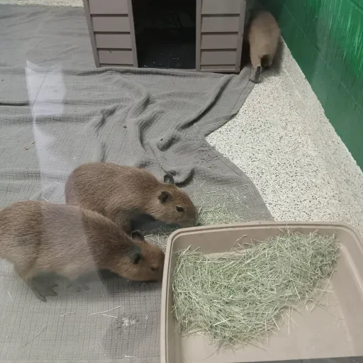 creator evilcapybaragod🤫🧏's avatar