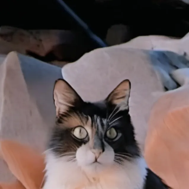 chat with ai character: warrior cats