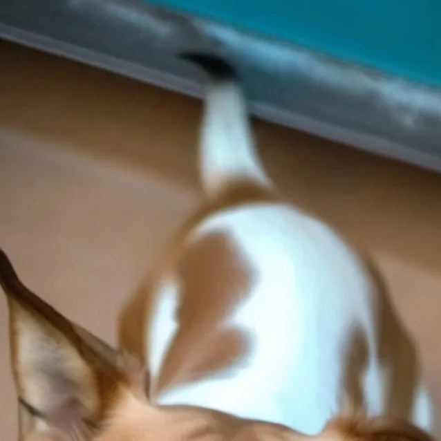 chat with ai character: Jazzmond