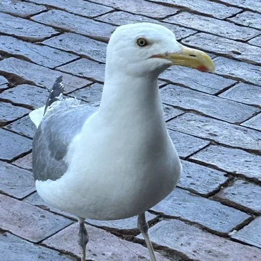 creator Seagull lover's avatar
