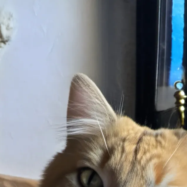 chat with ai character: My cat 😻