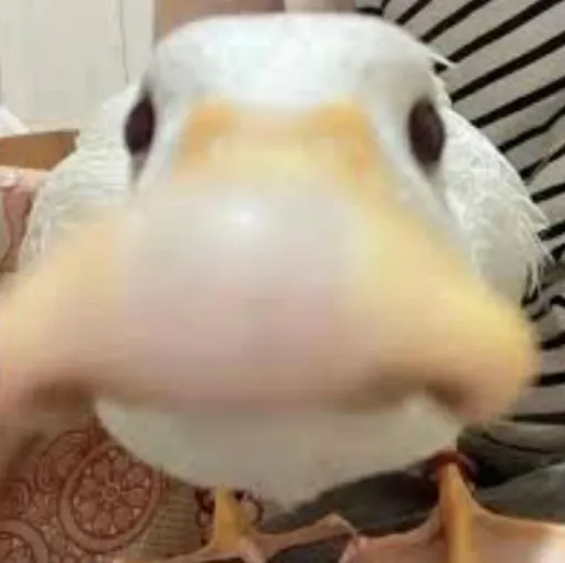 creator ricequacker's avatar