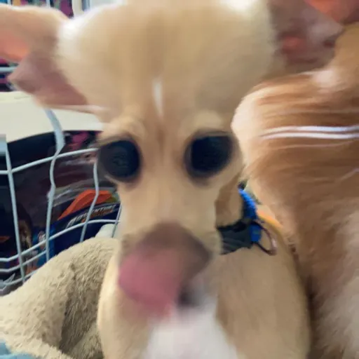 creator Hyberr_🐕's avatar