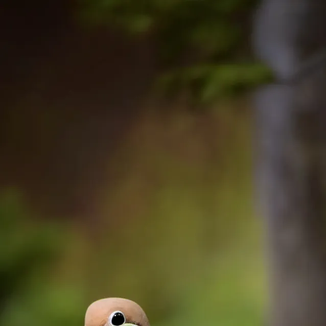 chat with ai character: Mourning dove