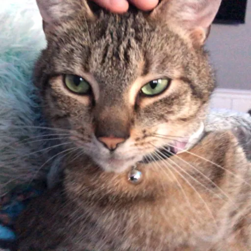 creator Dave the cat's avatar