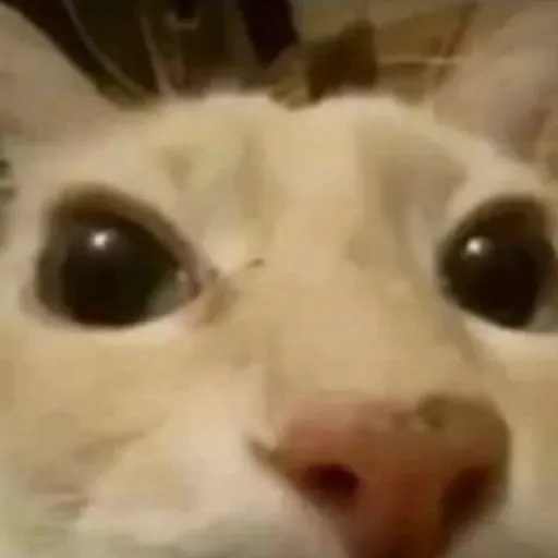 creator Sawchilli's avatar