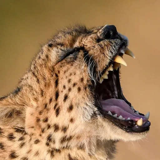 creator cheetah savanna's avatar