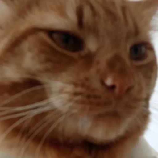creator ~Kitteny~'s avatar