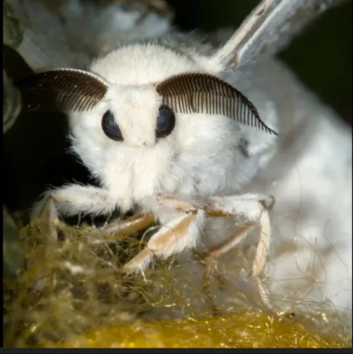 creator the mothman's avatar