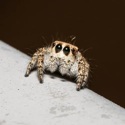 creator jumping spider ❤️'s avatar