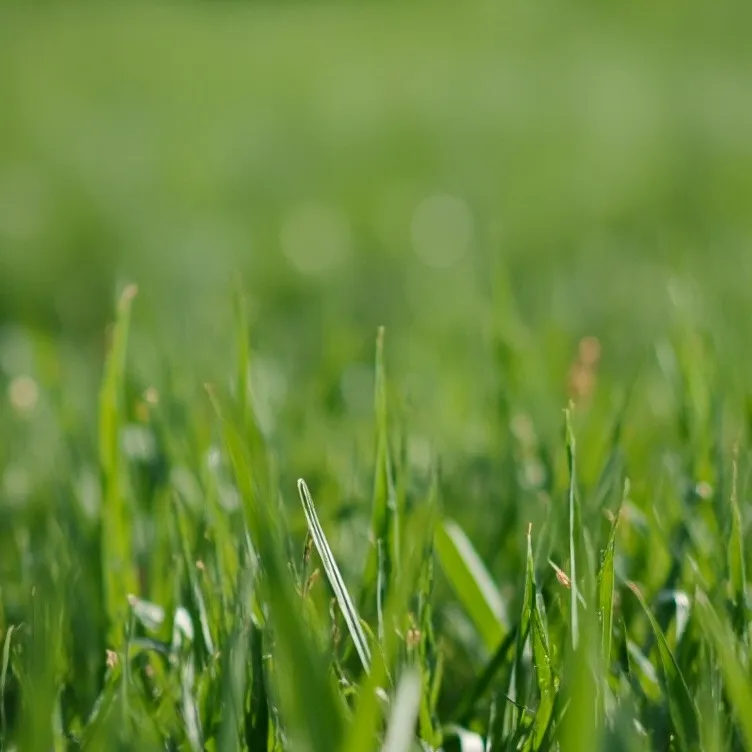 chat with ai character: Grass