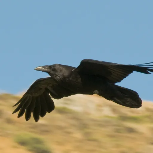 creator Raven Guy's avatar