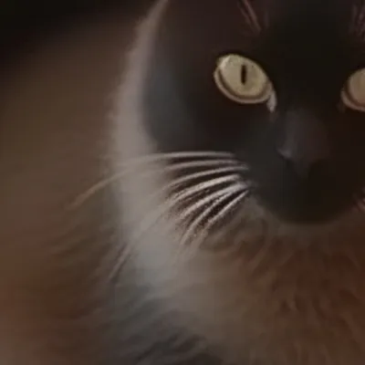 chat with ai character: kitty! 
