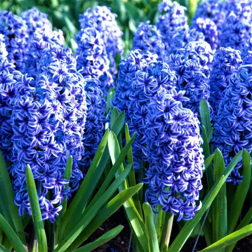 creator Blue Hyacinth's avatar