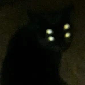 creator 𝕷𝖚𝖈𝖎𝖚𝖘*'s avatar