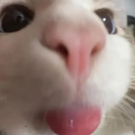 creator Meow meow✨'s avatar