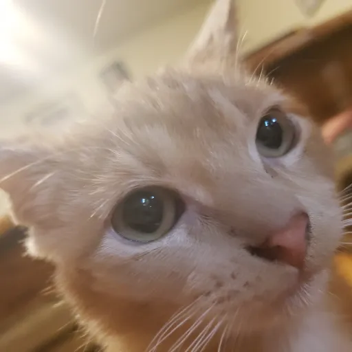 creator ItsNattyCakes's avatar