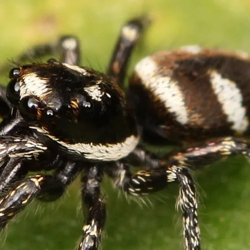 creator zebrajumpingspider's avatar