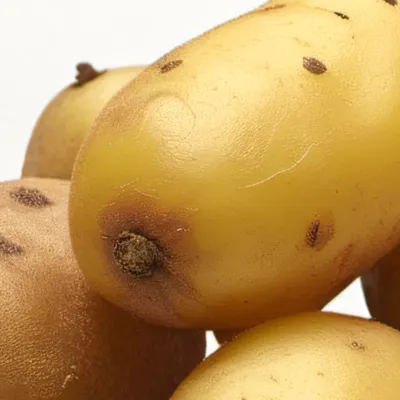 chat with ai character: Potatoes