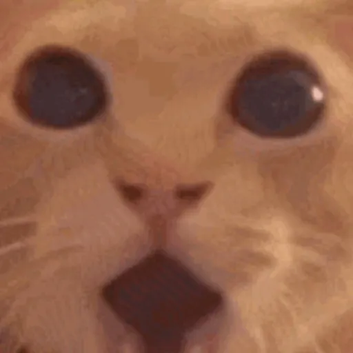 creator cat shock.'s avatar