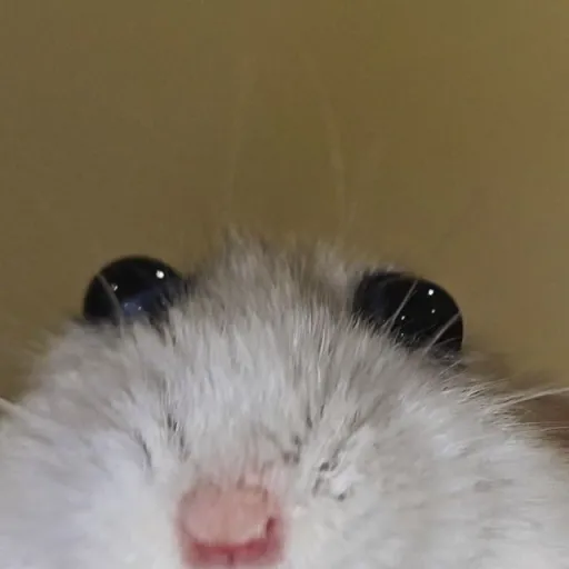 creator โHammyโ's avatar
