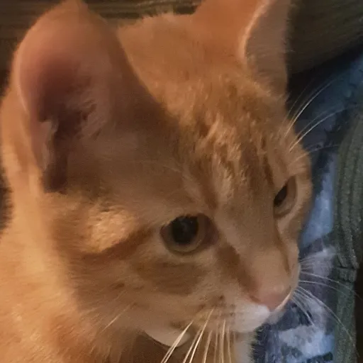 creator CheddarKitty's avatar