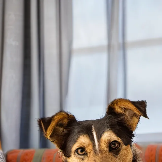 chat with ai character: la dog