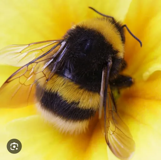 creator insect lover's avatar