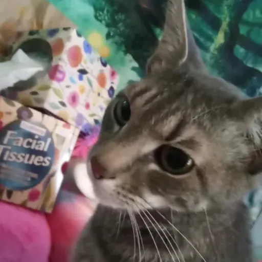 creator VAGGIE❤️♥️💅😋's avatar