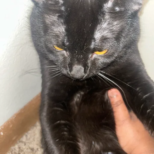 creator Catis's avatar