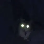 creator Very cursed cat's avatar