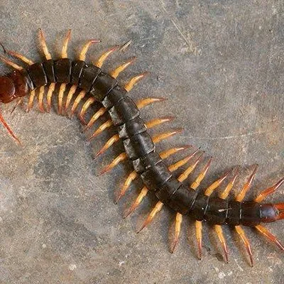 creator haha centipede's avatar