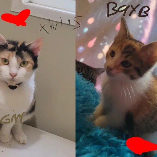 creator i❤️cats name is cb's avatar