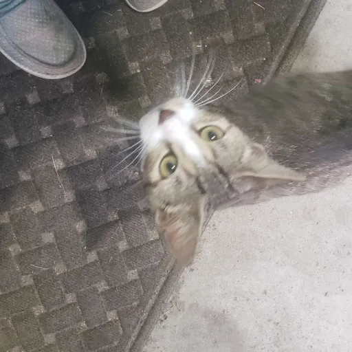 creator SaMMy93's avatar