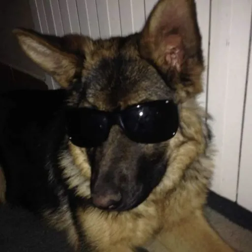 creator WASSUPSHARKEY's avatar