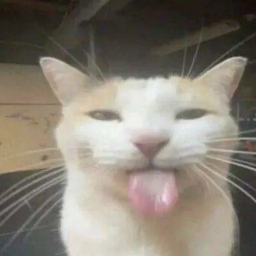 creator Kittys have hacked's avatar